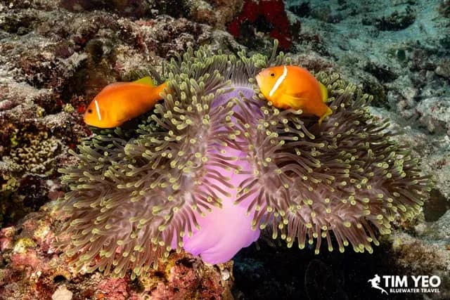 World’s Best Snorkeling Destinations for Beginners World’s Best Snorkeling Destinations for Beginners