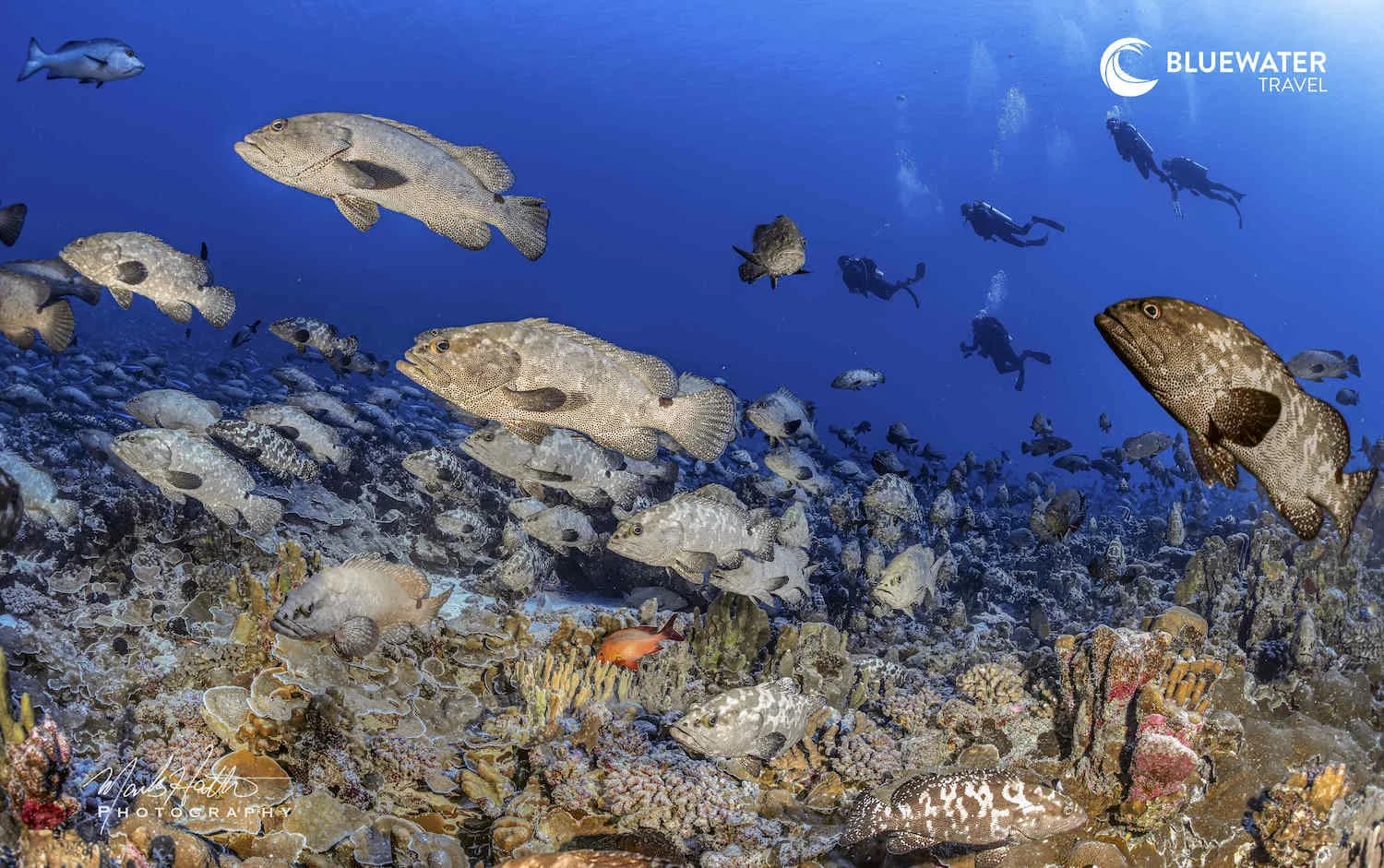 Fakarava Grouper Spawning Trip Report 2025 - image Fakarava Grouper Spawning Trip Report 2025 - image