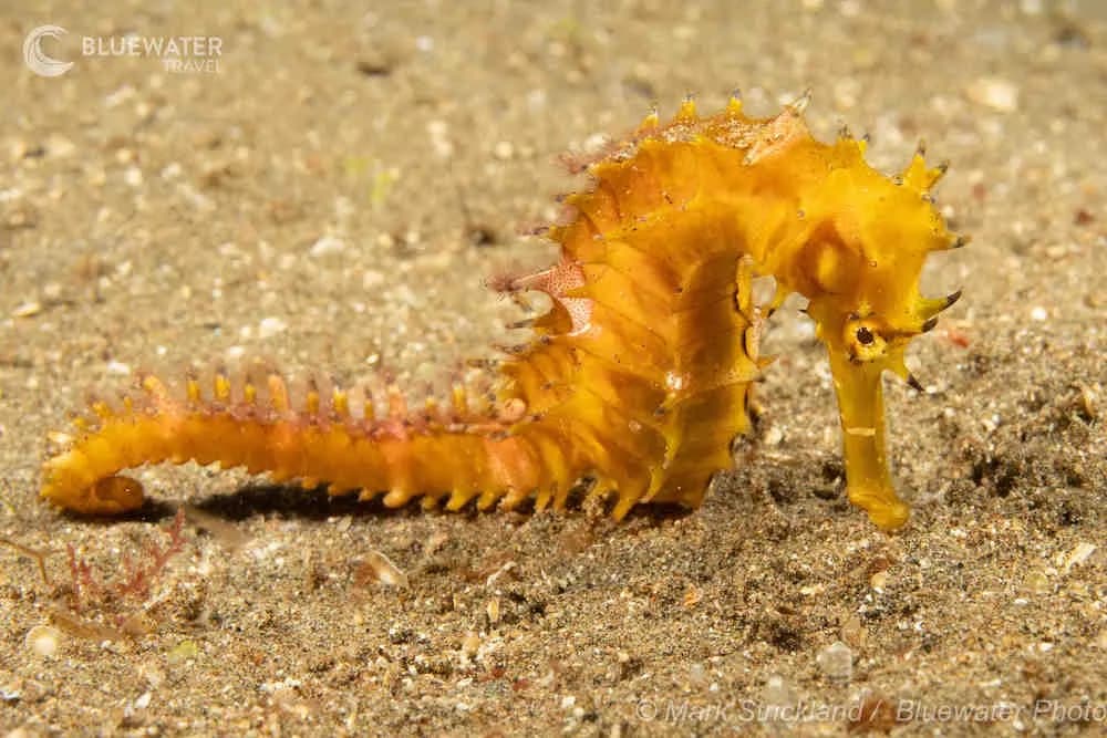 A seahorse kisses the sand A seahorse kisses the sand
