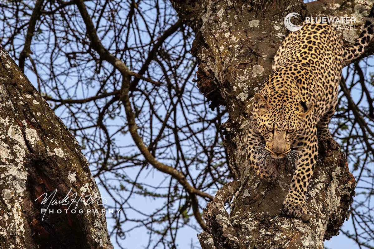 Tanzania Big Game Safari August 2025 Trip Report - image Tanzania Big Game Safari August 2025 Trip Report - image