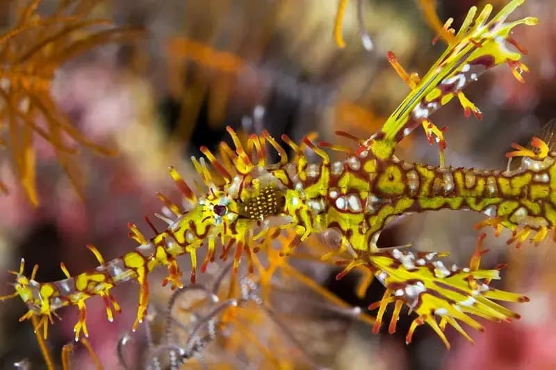 Lembeh Trip Extensions - image Lembeh Trip Extensions - image