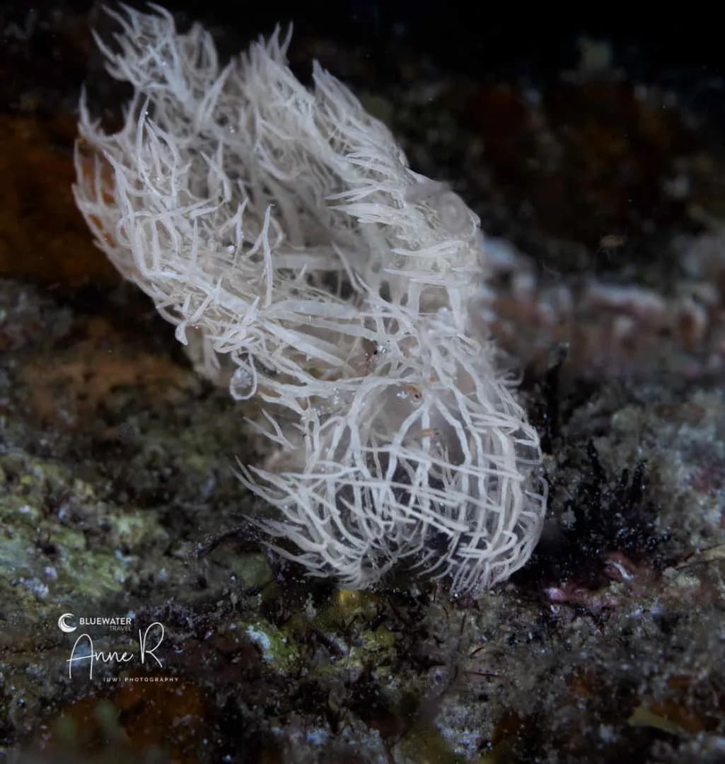 Romblon Trip Report 2025 - image Romblon Trip Report 2025 - image