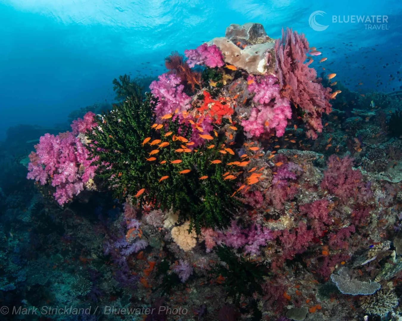 Fiji Trip Report October 2025 - image Fiji Trip Report October 2025 - image