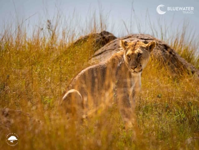 Tanzania Trip Report October 2025 Tanzania Trip Report October 2025