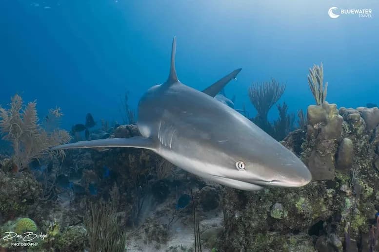 Cuba Trip Report 2025 - image Cuba Trip Report 2025 - image