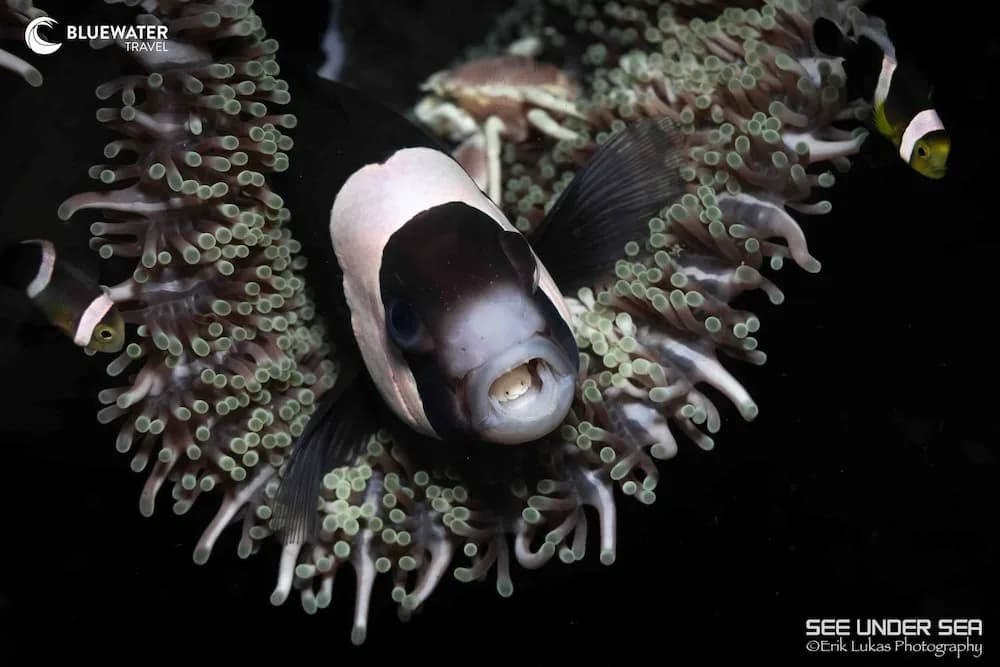 Lembeh Trip Report 2025 - image Lembeh Trip Report 2025 - image