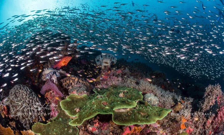 Scuba Diving in December - Top 3 Destinations - image Scuba Diving in December - Top 3 Destinations - image