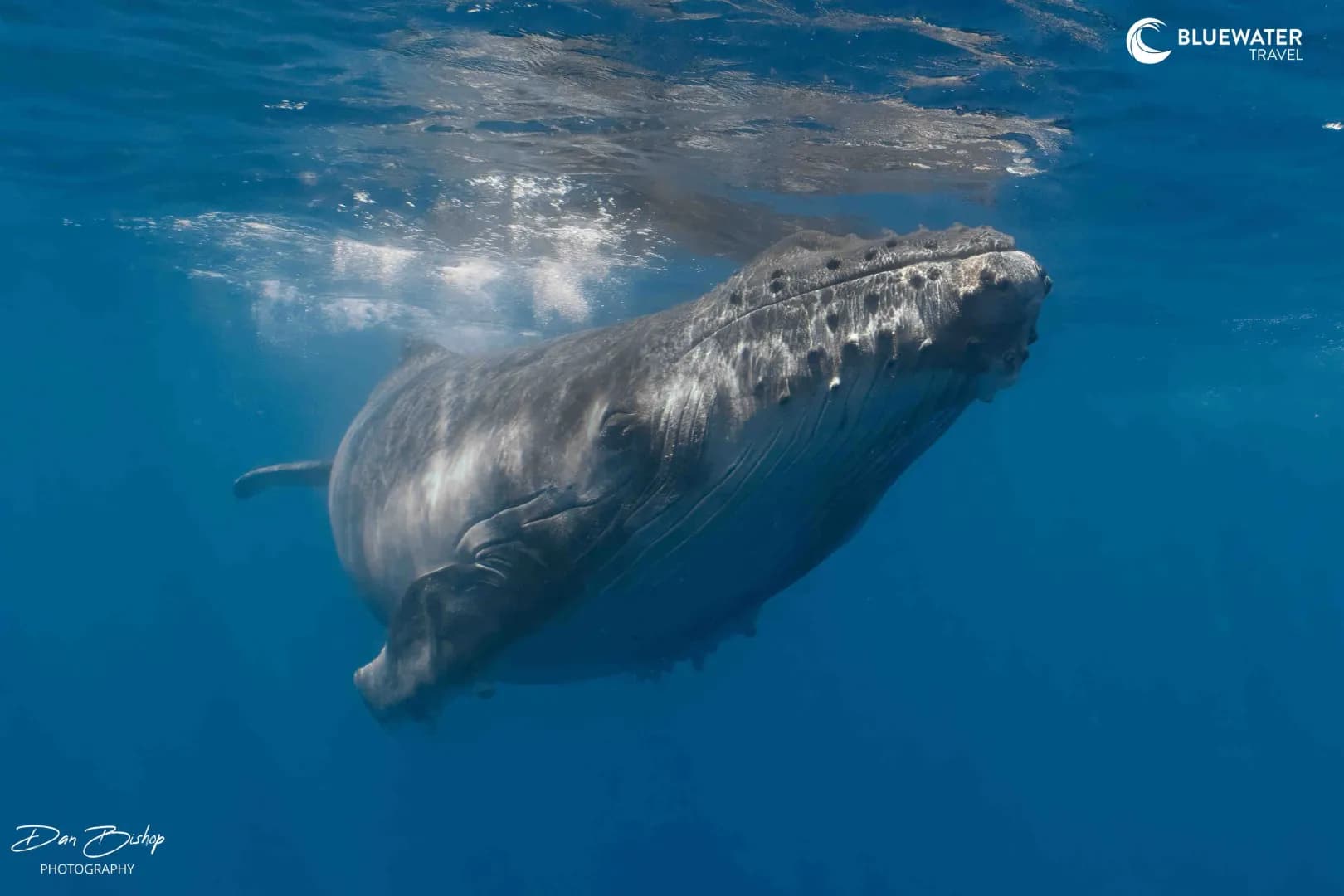 Moorea Trip Report 2025 - image Moorea Trip Report 2025 - image