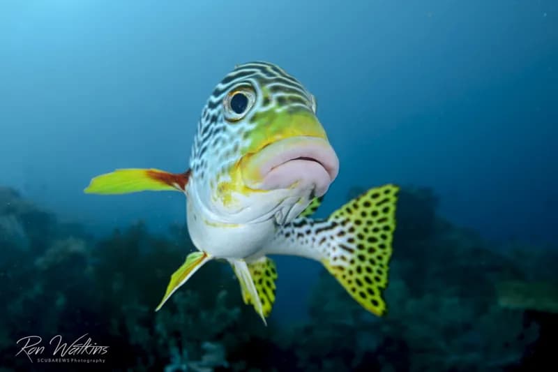 The Ultimate Guide to Eco‑Conscious Dive Travel in 2026 - image The Ultimate Guide to Eco‑Conscious Dive Travel in 2026 - image