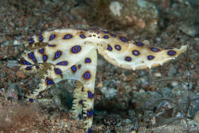 Dumaguete Diving: Philippines Critter Capital and Gateway to Apo Island Reefs - image Dumaguete Diving: Philippines Critter Capital and Gateway to Apo Island Reefs - image