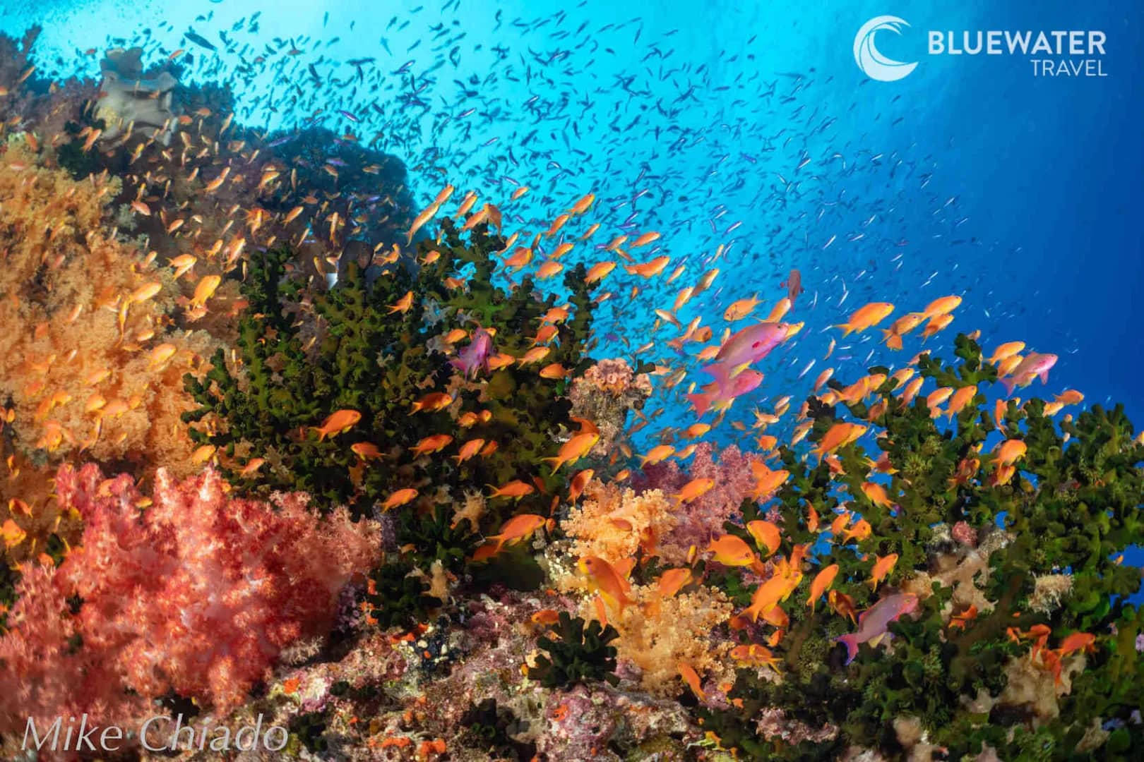 Bligh Water Diving, Fiji: Soft Coral Spectacle Bligh Water Diving, Fiji: Soft Coral Spectacle