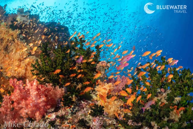 Bligh Water Diving, Fiji: Soft Coral Spectacle Bligh Water Diving, Fiji: Soft Coral Spectacle