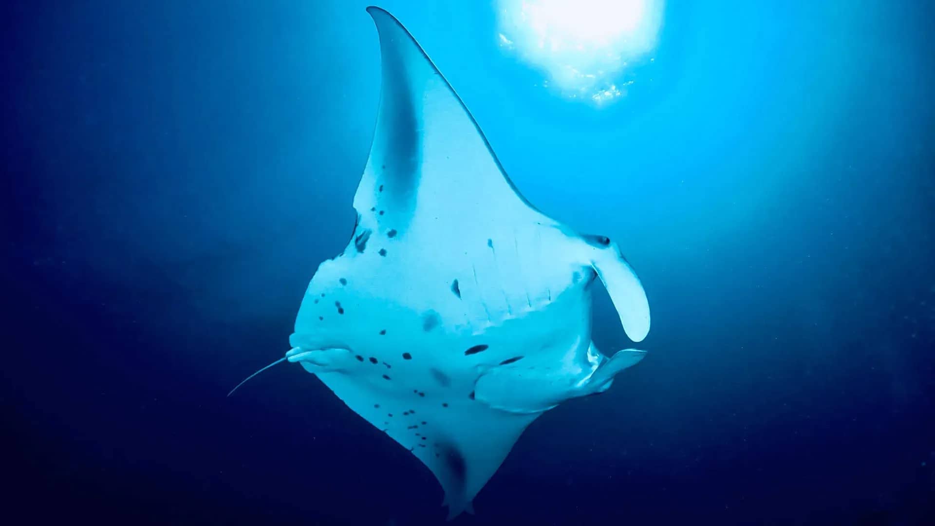 Great‑Value Maldives Diving with Himmafushi Scuba Adventure Great‑Value Maldives Diving with Himmafushi Scuba Adventure