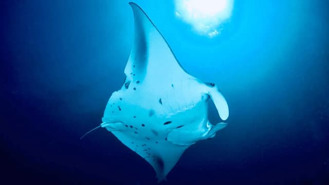 Great‑Value Maldives Diving with Himmafushi Scuba Adventure Great‑Value Maldives Diving with Himmafushi Scuba Adventure