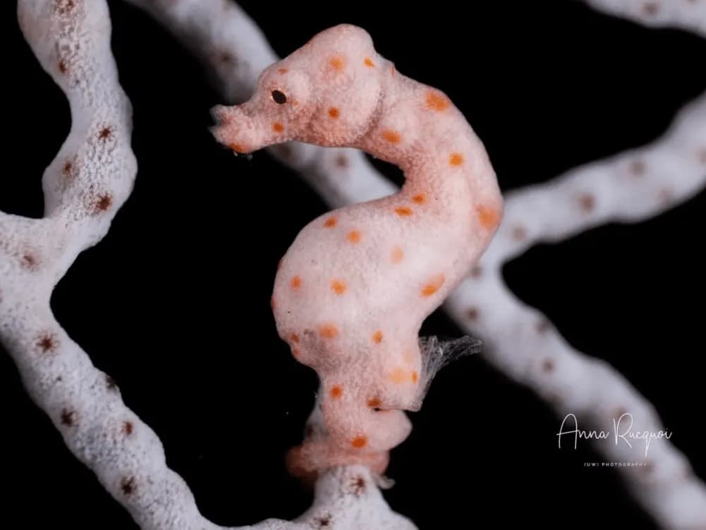 Halmahera Trip Report 2025 - image Halmahera Trip Report 2025 - image