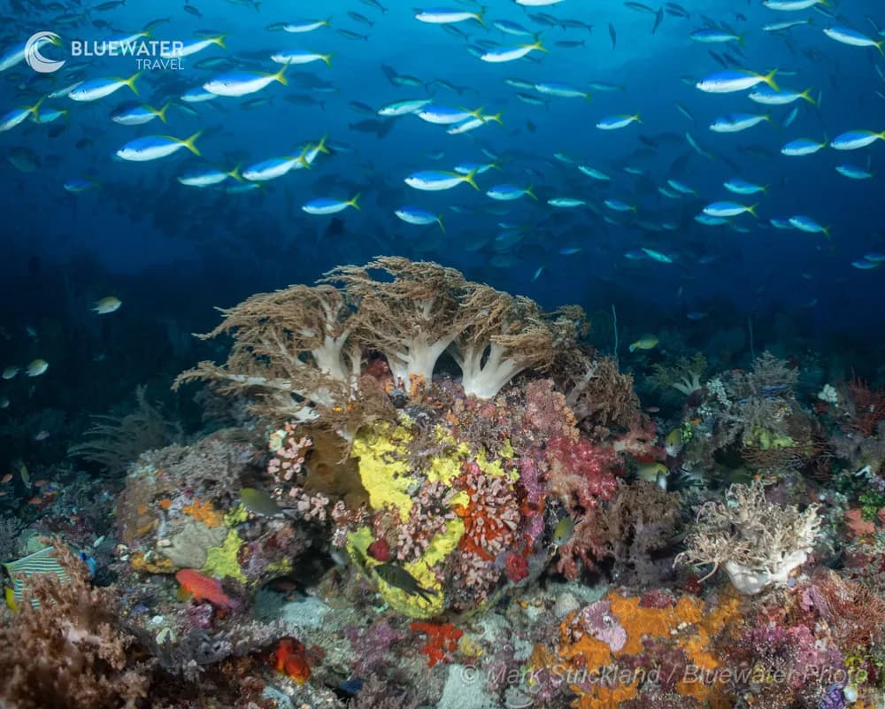 Big-Blue Adventures from Indonesia to the Solomons - image Big-Blue Adventures from Indonesia to the Solomons - image