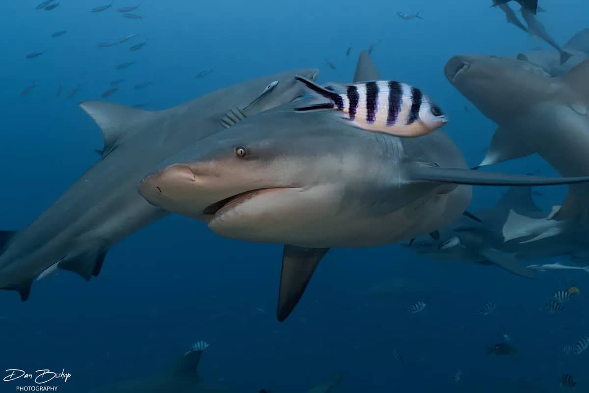 Beqa Lagoon’s Shark Dive, Fiji Beqa Lagoon’s Shark Dive, Fiji