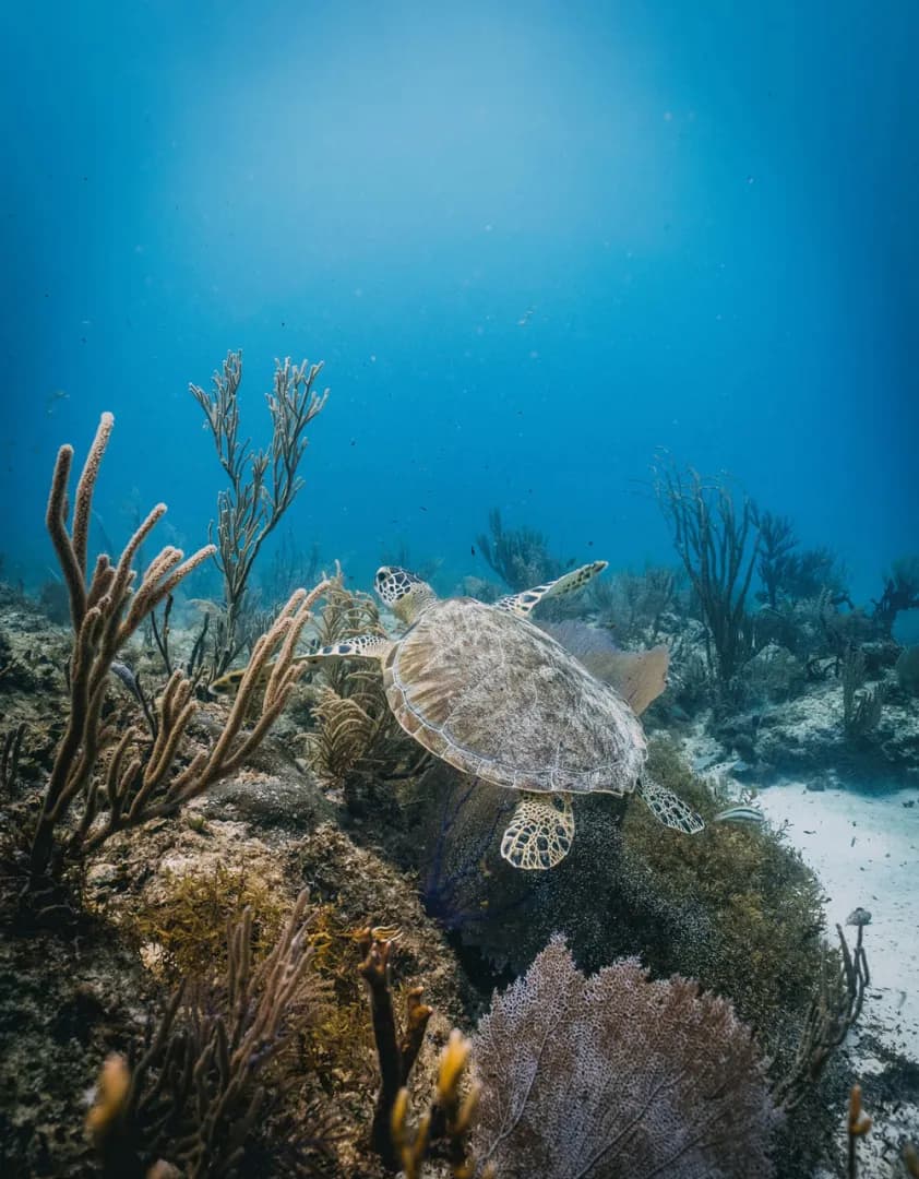 Diving in St Eustatius: Quiet Caribbean, Big Diving - image Diving in St Eustatius: Quiet Caribbean, Big Diving - image