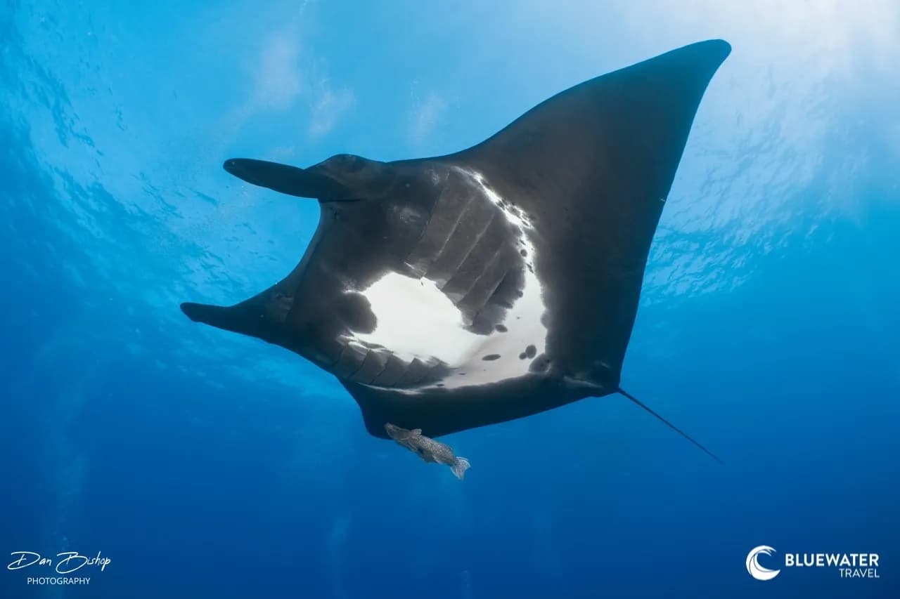 Socorro Trip Report 2026 - image Socorro Trip Report 2026 - image