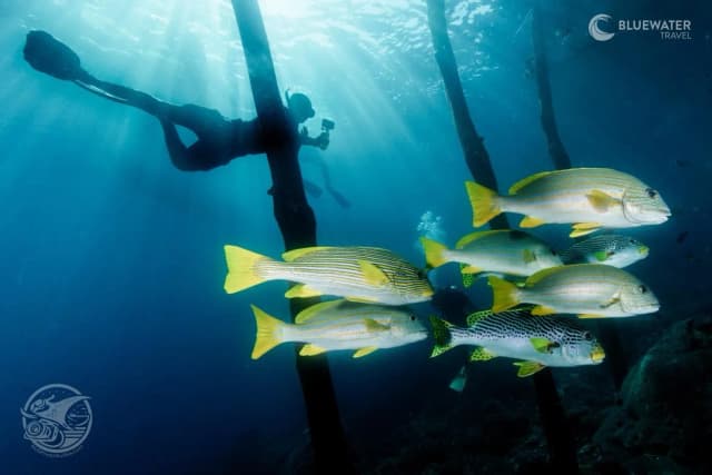 Raja Ampat Trip Report 2026 Raja Ampat Trip Report 2026