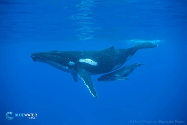 Bluewater Travel's Commitment to Sustainable Marine-Life Encounters Bluewater Travel's Commitment to Sustainable Marine-Life Encounters