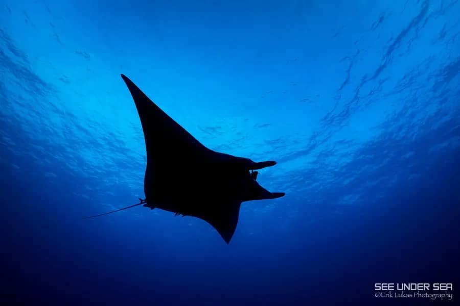 Bluewater Travel and the Manta Trust: Advancing Sustainable Manta Encounters Bluewater Travel and the Manta Trust: Advancing Sustainable Manta Encounters