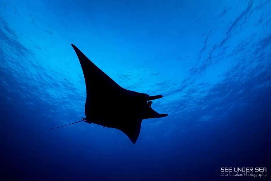 Bluewater Travel and the Manta Trust: Advancing Sustainable Manta Encounters - image Bluewater Travel and the Manta Trust: Advancing Sustainable Manta Encounters - image