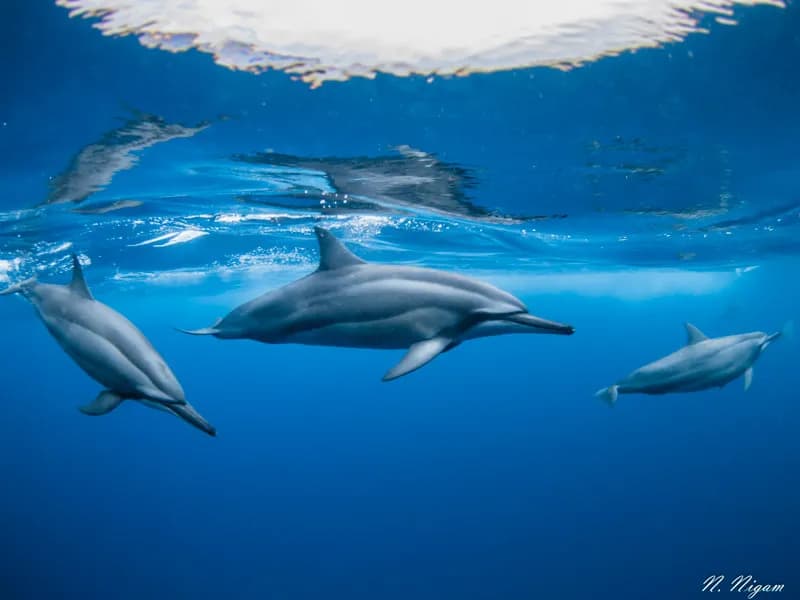 Scuba Diving in Mauritius - image Scuba Diving in Mauritius - image