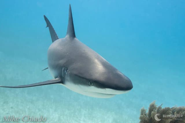 Scuba Diving in March - Top 3 Destinations Scuba Diving in March - Top 3 Destinations