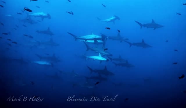 Scuba Diving in May - Top 3 Destinations Scuba Diving in May - Top 3 Destinations