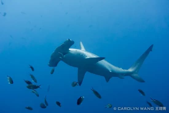A hammerhead shark swims at Malpelo Island A hammerhead shark swims at Malpelo Island
