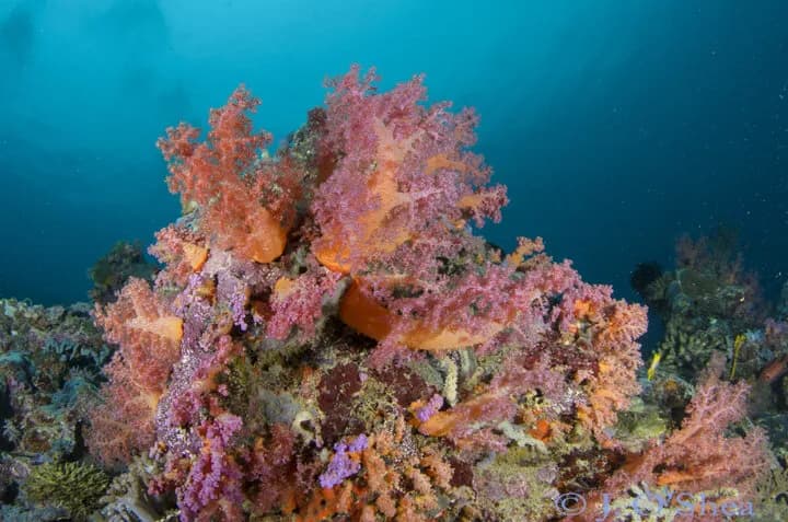 Soft coral in the Solomon Islands Soft coral in the Solomon Islands