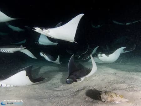 Bluewater Travel and Eco Dive Center La Paz Trip Recap - image Bluewater Travel and Eco Dive Center La Paz Trip Recap - image