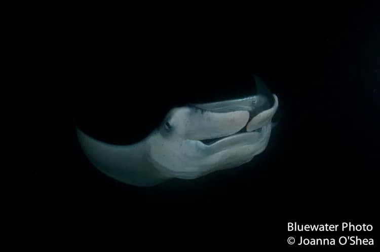 Maldives Trip Report Oct 2015 - image Maldives Trip Report Oct 2015 - image