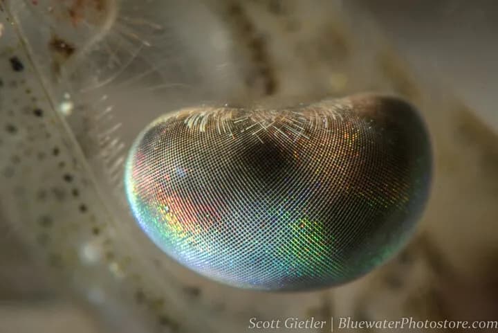 Macro Heaven in Anilao, Philippines - image Macro Heaven in Anilao, Philippines - image