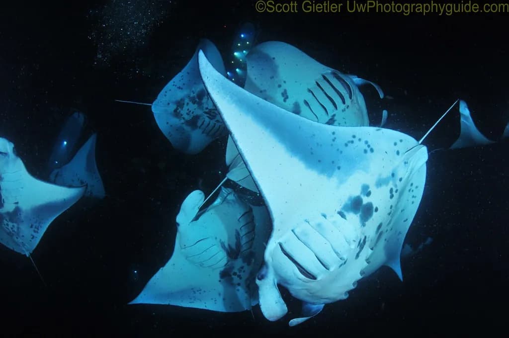 Manta rays swim at night along Hawaii's Kona coast. Manta rays swim at night along Hawaii's Kona coast.