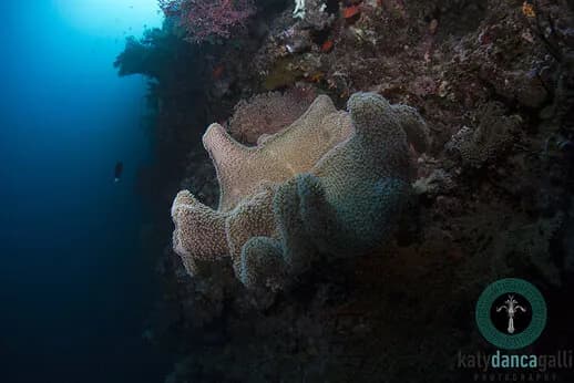 Bluewater Travel's Palau Siren raffle winner Bluewater Travel's Palau Siren raffle winner