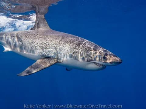 Bluewater Travel Guadalupe 2016 Trip Report - image Bluewater Travel Guadalupe 2016 Trip Report - image