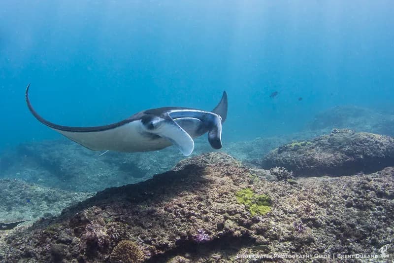 Bluewater Travel Bali & Lembeh Trip Recap - image Bluewater Travel Bali & Lembeh Trip Recap - image