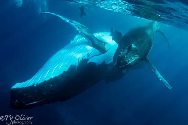 Bluewater Travel's Moorea Humpback Whales Trip Recap - image Bluewater Travel's Moorea Humpback Whales Trip Recap - image