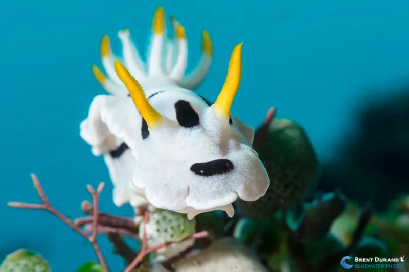 Anilao 2017 Workshop Photo Essay - image Anilao 2017 Workshop Photo Essay - image