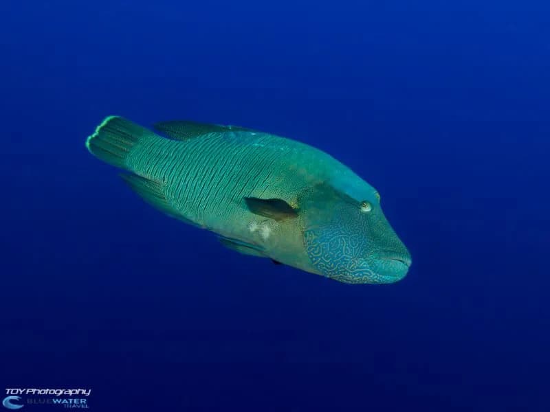 Scuba Diving Micronesia