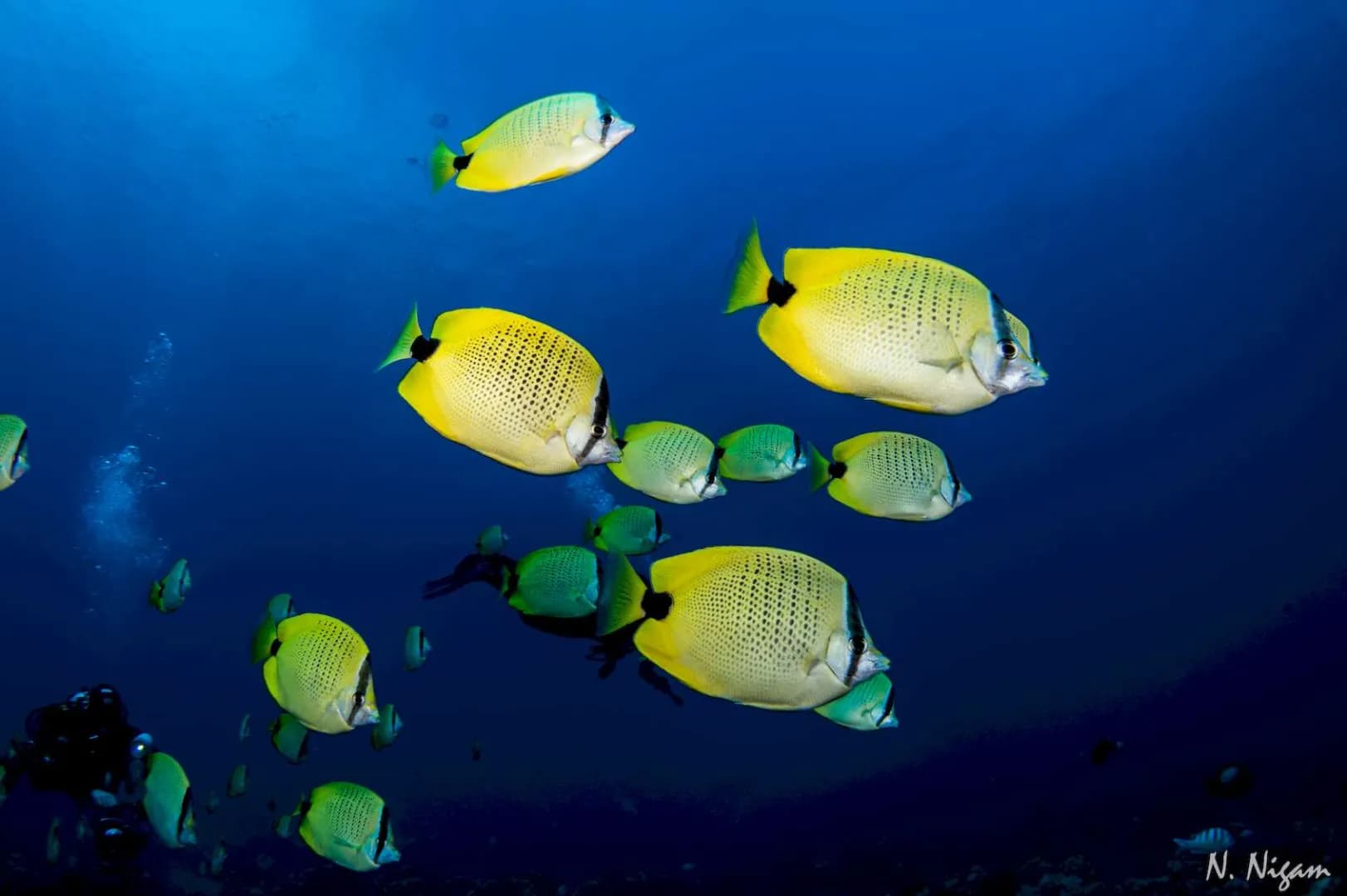 Best Scuba Diving in Maui - image Best Scuba Diving in Maui - image
