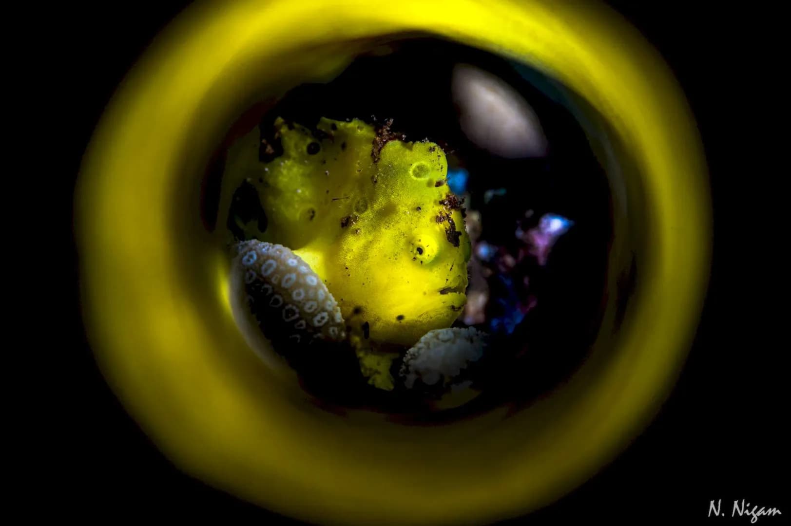 scuba diving maui hawaii