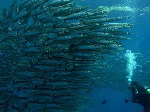 malpelo island diving