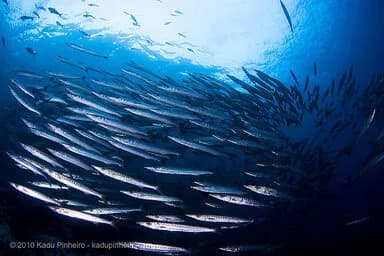 malpelo island diving
