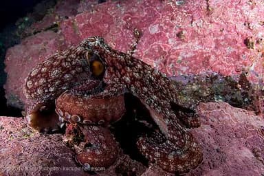 Diving Malpelo Island