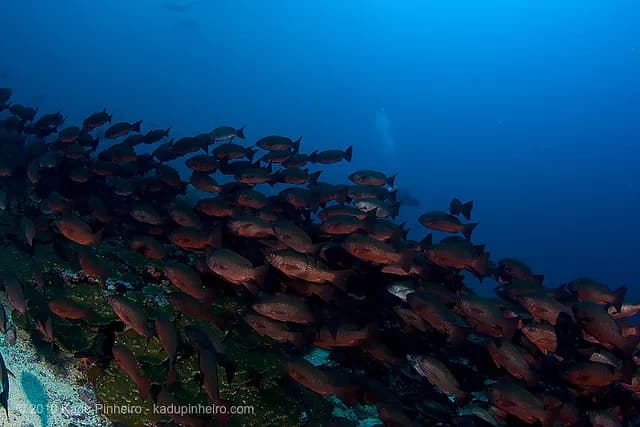 scuba diving in malpelo islands