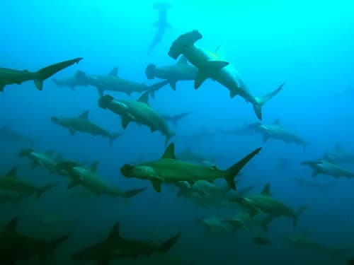 hammerhead sharks seen while scuba diving Malpelo Island