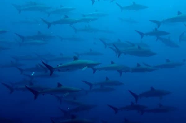 Diving Malpelo Island with silky sharks